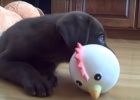 labrador-puppy-playing-toy-chicken
