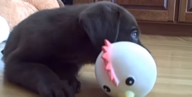 labrador-puppy-playing-toy-chicken
