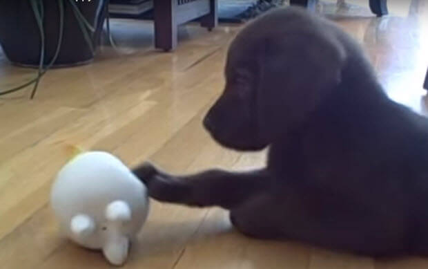 labrador-puppy-playing-toy-chicken