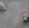 labrador puppy vs bowl