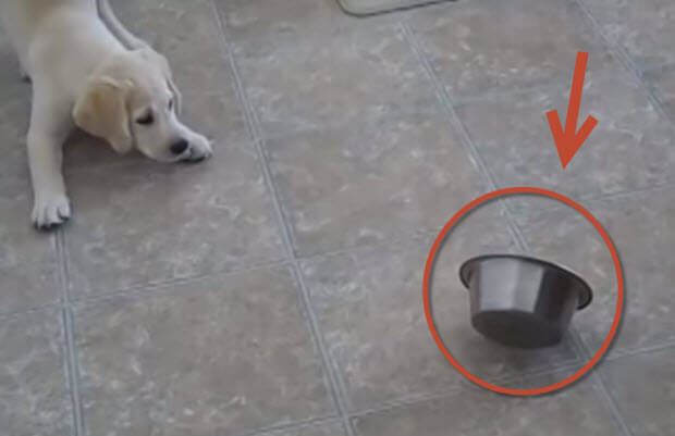 labrador puppy vs bowl