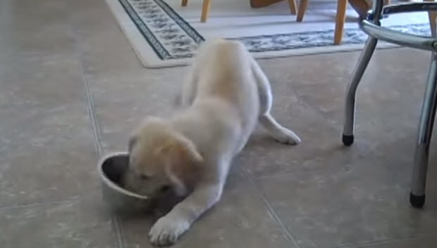 labrador puppy vs bowl