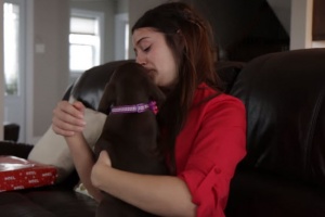 labrador retriever puppy gift