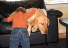 labrador retriever a true friend to this baby