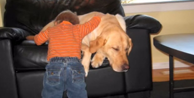 labrador retriever a true friend to this baby
