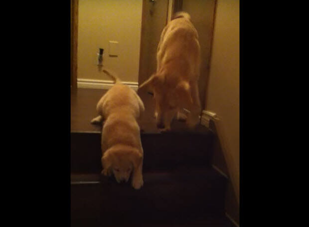 labrador-shows-puppy-how-to-go-down-stairs-1
