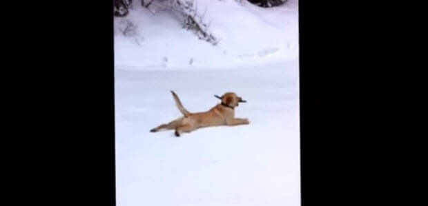 labrador-sliding-on-tummy-2