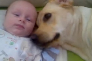 labrador with new born baby