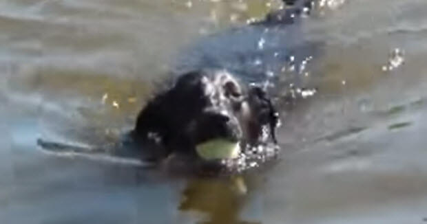 two black labrador retrievers swimming