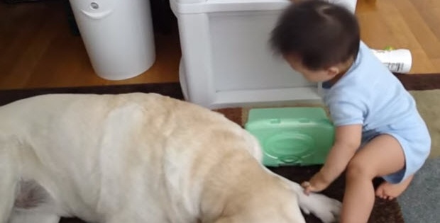 well trained labrador retriever with baby