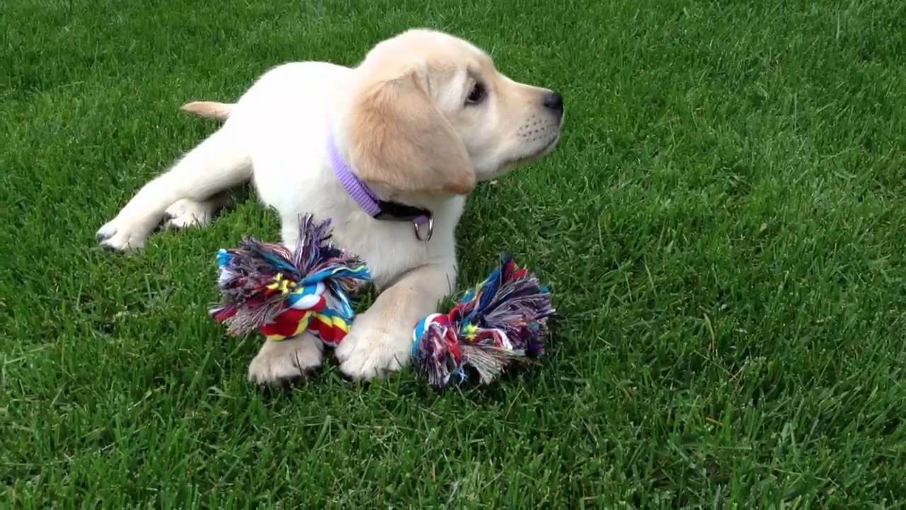 When Labrador Puppy Got Her Toy Nobody Knew How Cute She Will Look With It