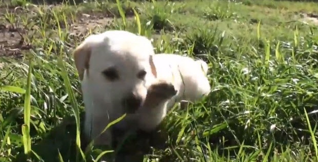 white lab puppy