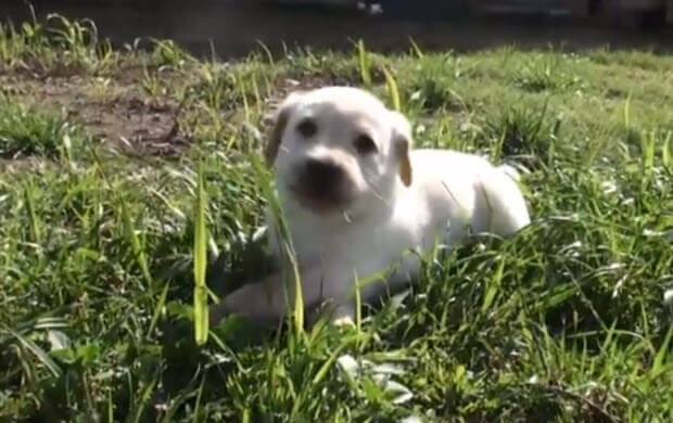 white lab puppy