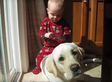 white-lab-with-baby