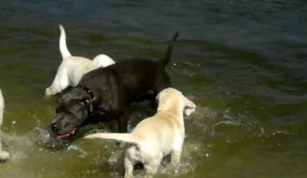white-labrador-dog-puppies-4