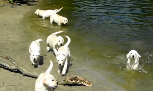 white-labrador-dog-puppies