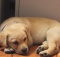 yellow-lab-puppy-first-week-home
