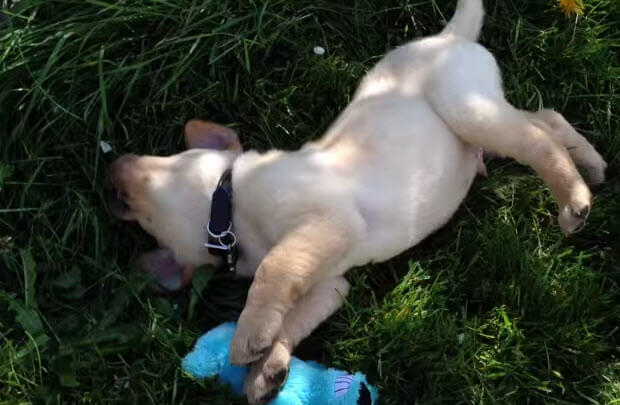 yellow lab puppy with toy rolling on the grass