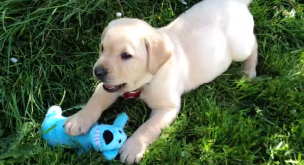  yellow lab puppy with toy