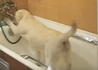 yellow lab taking bath