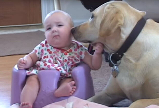 yellow-labrador-playing-with-baby