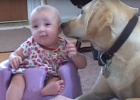 yellow-labrador-playing-with-baby