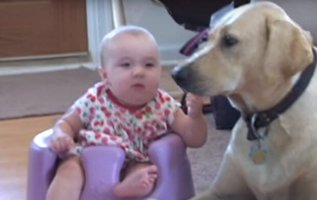 yellow-labrador-playing-with-baby