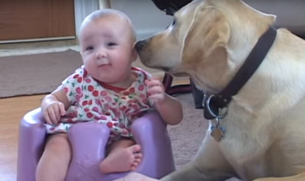 yellow-labrador-playing-with-baby