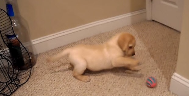 lab puppy