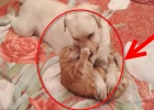 yellow labrador with red cat