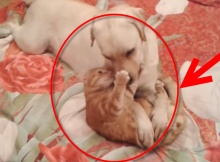 yellow labrador with red cat
