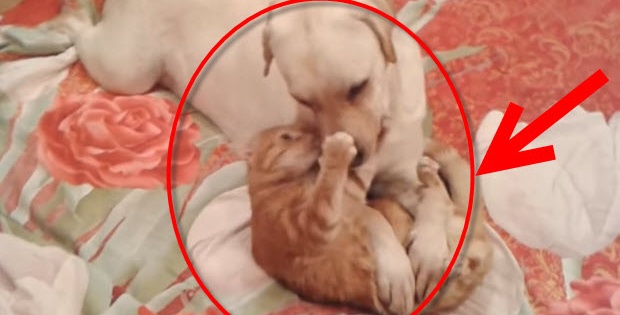 yellow labrador with red cat