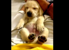 24 day old yellow labrador puppy