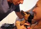 jealous dogs