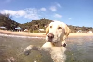 awesome lab swimming in sea