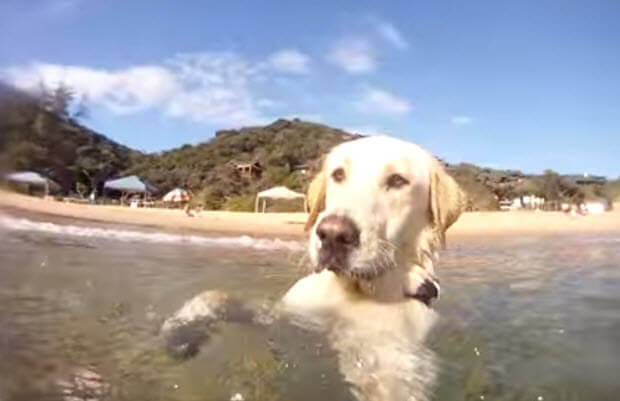 awesome lab swimming in sea