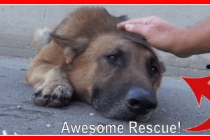 Huge Abandoned German Shepherd Rescue