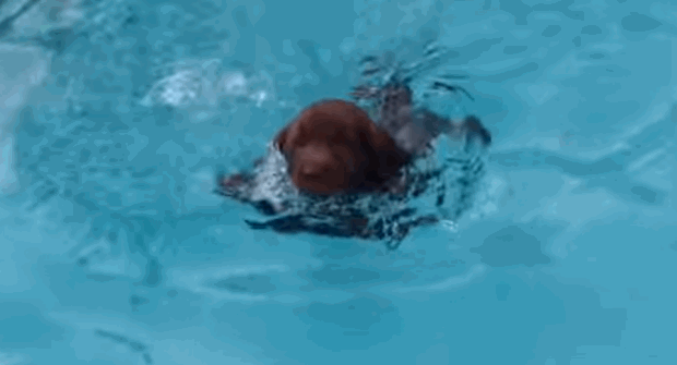 choc-lab-cute-puppy-swims-3