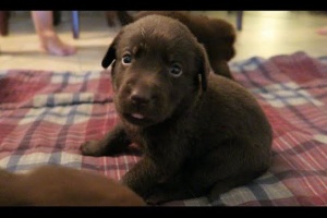 choosing-choc-lab-puppy