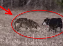 coyote attacks labrador dog
