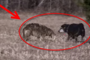 coyote attacks labrador dog