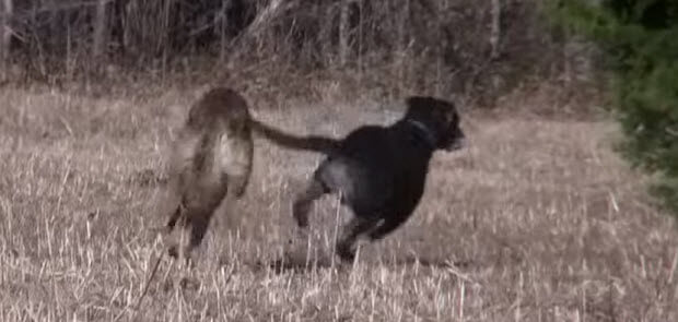 coyote attacks labrador dog