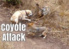 coyote attack