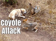 coyote attack