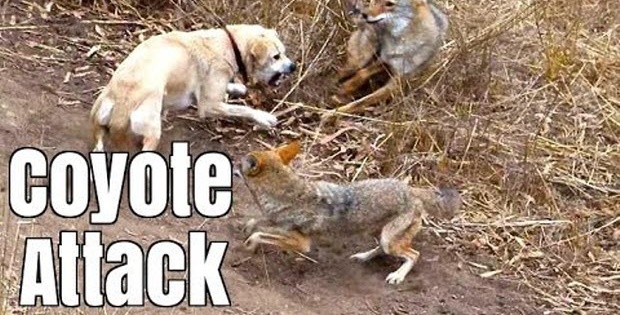 coyote attack