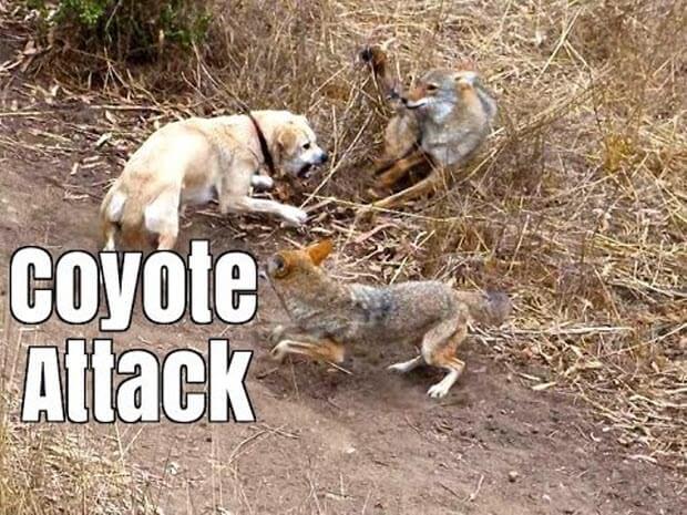 coyote attack