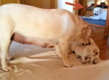 cute-young-labrador-retriever-puppies