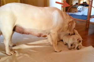 cute-young-labrador-retriever-puppies