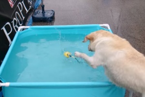 labrador-in-pool