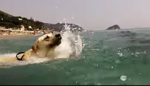 labrador-swiming-italy-sea-travel-1